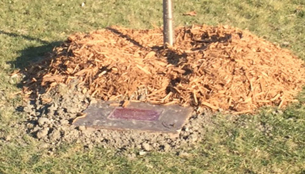 Farrow Tree and Plaque